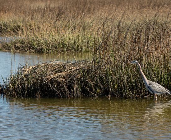 HUNTINGTON STATE PARK NATURE (18)